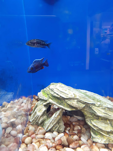 Pet Supply Store «PetSmart», reviews and photos, 1380 Fitzgerald Dr, Pinole, CA 94564, USA