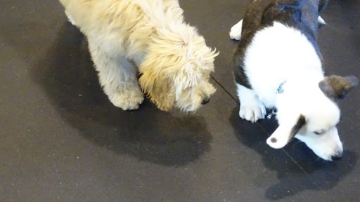 Dog Trainer «Awesome Dawgs Dog Training LLC», reviews and photos, 3052 Pricetown Rd, Temple, PA 19560, USA