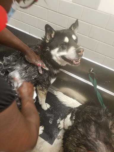 Pet Supply Store «Petco Animal Supplies», reviews and photos, 3705 E Colfax Ave #102, Denver, CO 80206, USA