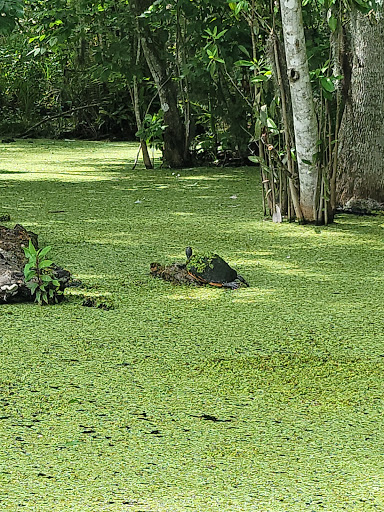 Tourist Attraction «Premier Boat Tours», reviews and photos, 100 Alexander St, Mt Dora, FL 32757, USA