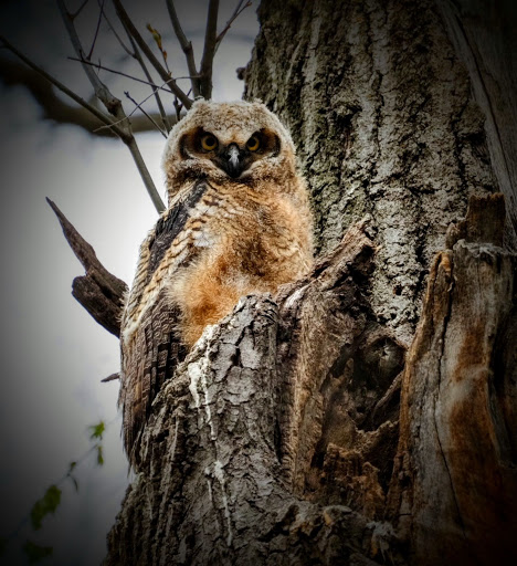 Park «Silverwood Park», reviews and photos, 2500 County Rd E, St Anthony, MN 55421, USA