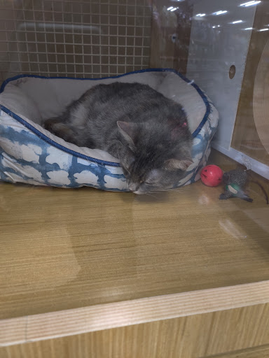 Pet Supply Store «Petco Animal Supplies», reviews and photos, 1500 N Town E Blvd, Mesquite, TX 75150, USA