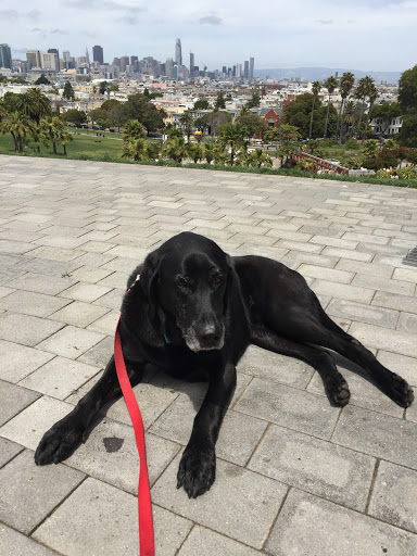 Park «Dolores Park», reviews and photos, Dolores St & 19th St, San Francisco, CA 94114, USA