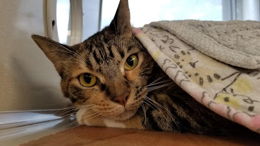 Pet Supply Store «Petco Animal Supplies», reviews and photos, 8111 W Broward Blvd, Plantation, FL 33324, USA