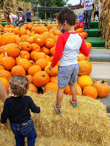 Garden Center «Nalls Produce», reviews and photos, 7310 Beulah St, Alexandria, VA 22315, USA