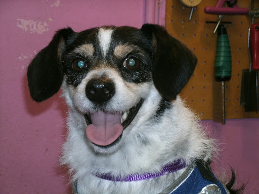 Patty's Professional DOG Grooming