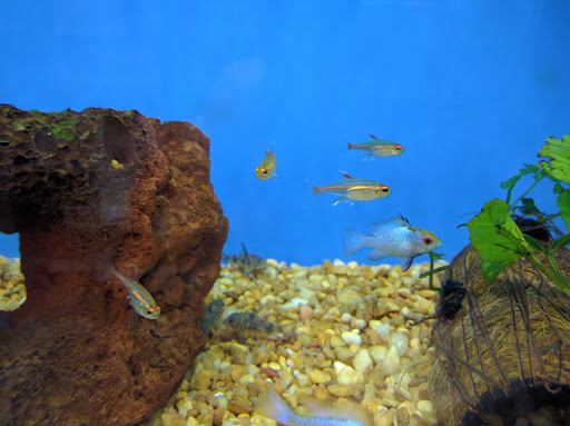 Pet Supply Store «Petco Animal Supplies», reviews and photos, 110 Percival Rd, Columbia, SC 29206, USA