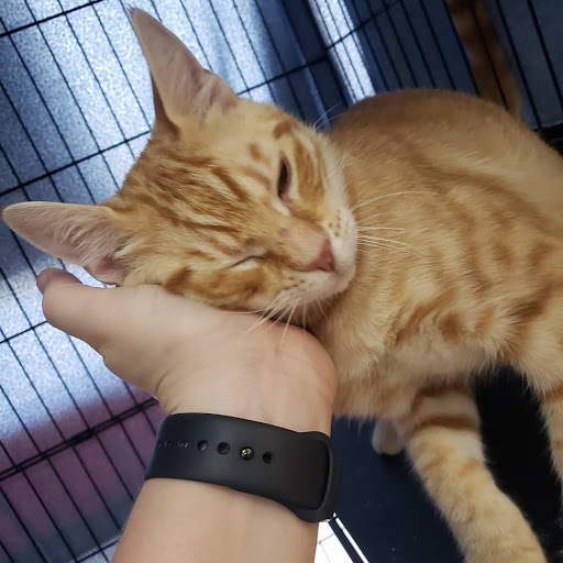 Pet Supply Store «North Tampa PET DEPOT», reviews and photos, 16033 Tampa Palms Blvd W, Tampa, FL 33647, USA