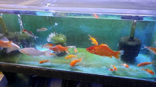 Tropical Fish Store «Lovely Pets Aquarium Store», reviews and photos, 69 Parkingway, Quincy, MA 02169, USA