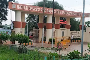 ICAR-Indian Grassland and Fodder Research Institute image