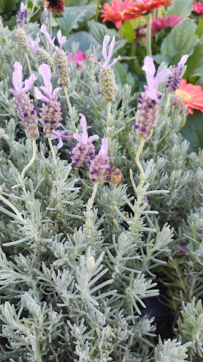 Home Improvement Store «The Home Depot», reviews and photos, 6160 W Behrend Dr, Glendale, AZ 85308, USA