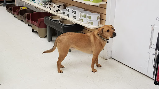 Pet Supply Store «Four Your Paws Only», reviews and photos, 1821 White Mountain Hwy, North Conway, NH 03860, USA