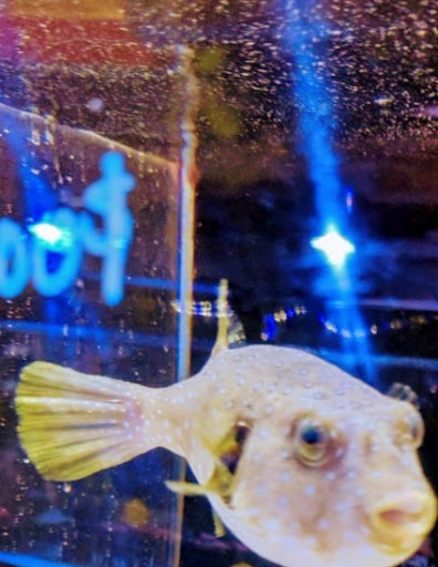 Tropical Fish Store «Aquatic Zoo Tropical Fish», reviews and photos, 2655 Thousand Oaks Blvd, Thousand Oaks, CA 91362, USA