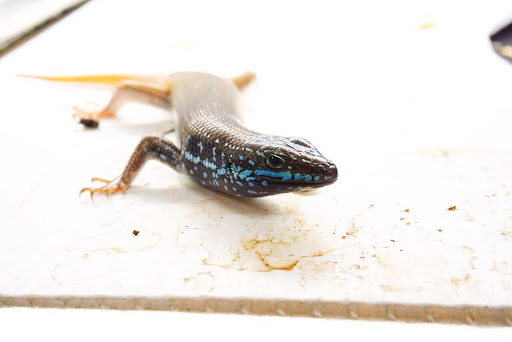 Pet Store «Forever Pets Inc», reviews and photos, 1030 Basse Rd, San Antonio, TX 78212, USA