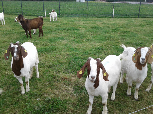 Tierarztpraxis Dr. Oetzel Fambach unter Fambach, Thüringen