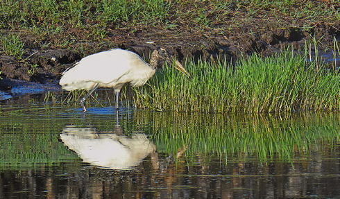 Country Club «Club at Pelican Bay», reviews and photos, 350 Pelican Bay Dr, Daytona Beach, FL 32119, USA