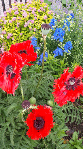 Park «Carl Schurz Park», reviews and photos, East 86th Street & East End Ave, New York, NY 10028, USA