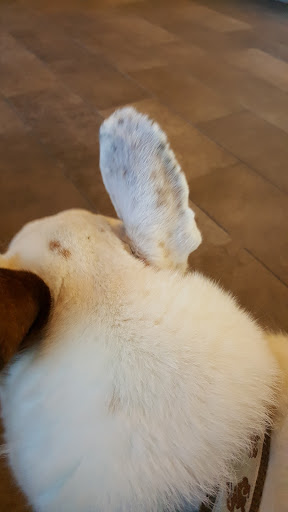 Adobe Animal Hospital image