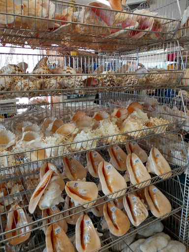 Gift Shop «Big Shark», reviews and photos, 2715 N Atlantic Ave, Daytona Beach, FL 32118, USA