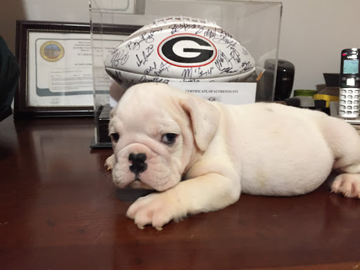 Pet Store «Tri-Creek Kennels», reviews and photos, 5641 US-129, Pendergrass, GA 30567, USA