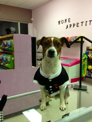 Pet Supply Store «Haute Dogs Boutique & Barkery», reviews and photos, 507 Georgia St, Vallejo, CA 94590, USA