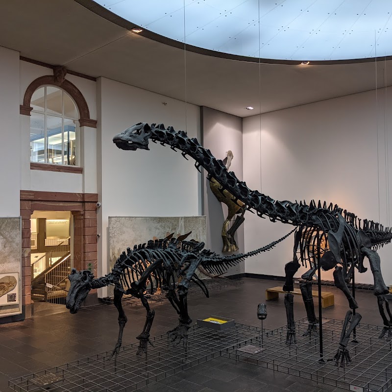 Senckenberg Naturmuseum