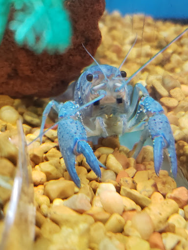 Pet Supply Store «Petco Animal Supplies», reviews and photos, 430 Cbl Dr, St Augustine, FL 32086, USA