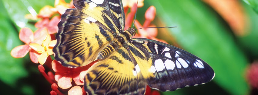 Audubon Butterfly Garden and Insectarium