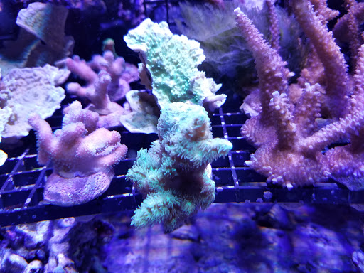 Aquarium «Reef Systems Coral Farm Inc», reviews and photos, 8459 Peter Hoover Rd, New Albany, OH 43054, USA