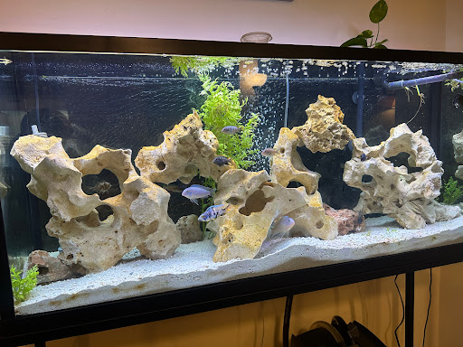 Limestone Holey Rock