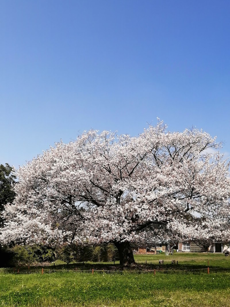 天郷の一本桜