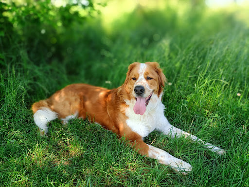 Tierpension Niederau unter Niederau, 