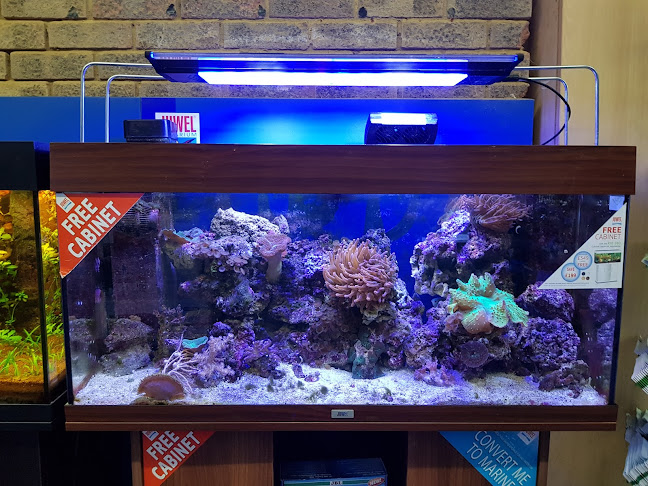 Comments and reviews of Hobby Fish