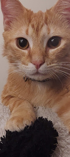 SAFE Care Spay Neuter Clinic image