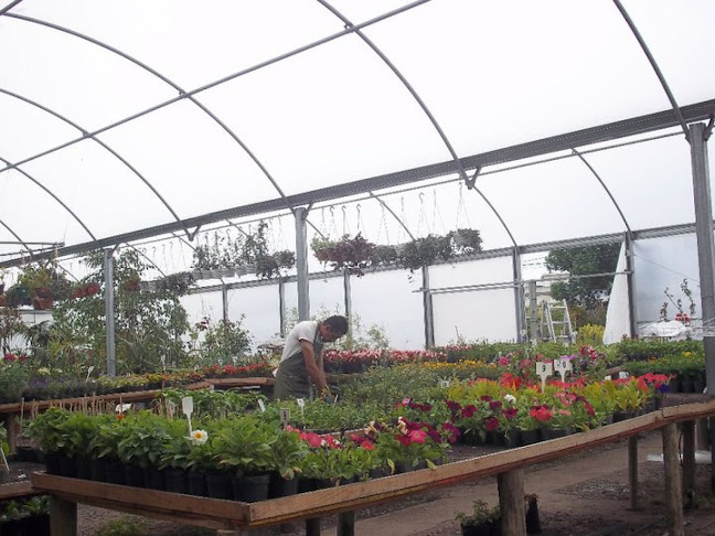 Mercado de Flores y Plantas - Floristería