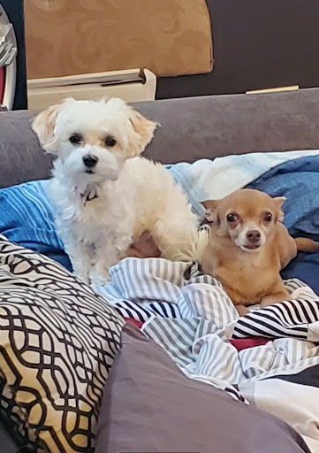 Pet Store «Happiness Is Pets Vi», reviews and photos, 616 E Roosevelt Rd, Lombard, IL 60148, USA