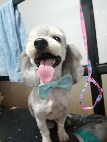 Teléfono de Centro Veterinario PET MEDIC