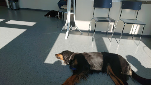 Veterinary Group Practice church Beck and Schmidt unter Dülmen, 