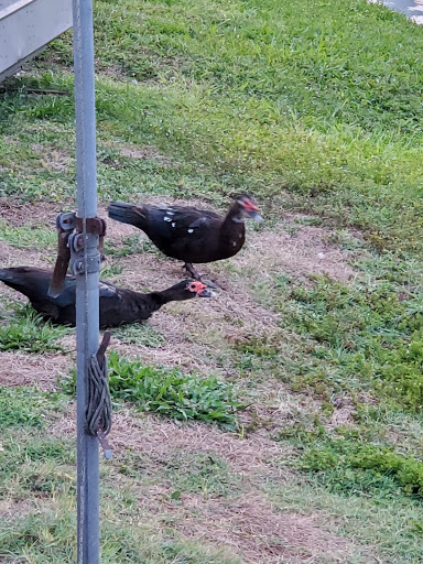 Theme Park «Fun Spot America Theme Parks-Kissimmee», reviews and photos, 2850 Florida Plaza Blvd, Kissimmee, FL 34746, USA