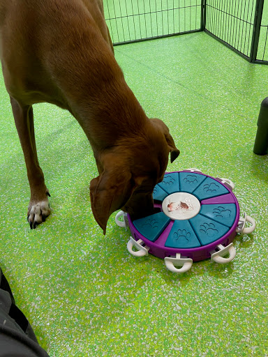 Pet Groomer «The Pet Set - Buckhead», reviews and photos, 2480 Briarcliff Rd NE #3, Atlanta, GA 30329, USA