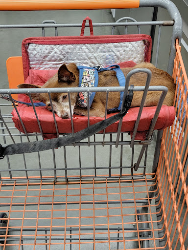 Home Improvement Store «The Home Depot», reviews and photos, 951 Oak Forest Ln, Myrtle Beach, SC 29577, USA