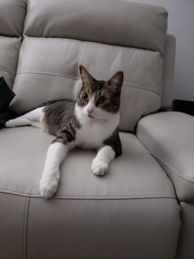 Pet Supply Store «Pet Supplies Plus», reviews and photos, 4923 Sheridan St, Hollywood, FL 33021, USA