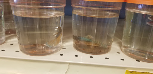 Pet Supply Store «PetSmart», reviews and photos, 7850 W Commercial Blvd, Lauderhill, FL 33351, USA