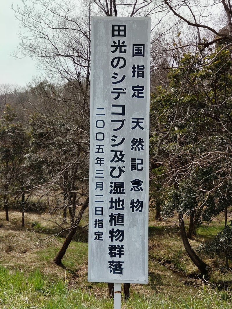 田光のシデコブシ及び湿地植物群落