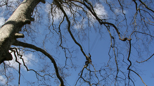 Entr. Crozat Arboriste Grimpeur « Taille et soins aux arbres »