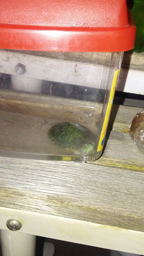 Discount Store «99 Cents Only Stores», reviews and photos, 12801 W Bell Rd, Surprise, AZ 85374, USA