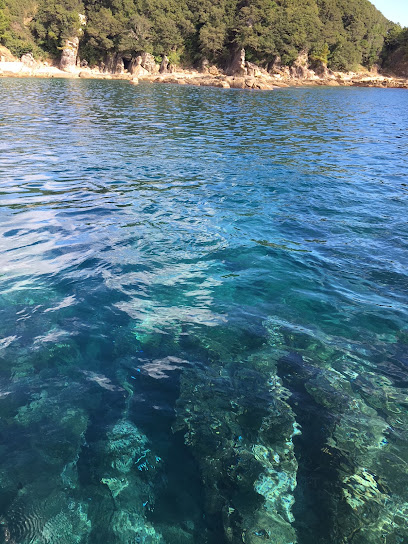 竜串海岸前の造礁サンゴ