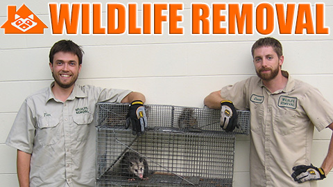 Wildlife Removal Austin