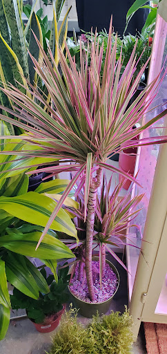 Toy Store «Zonkey», reviews and photos, 161 Jackson St, San Jose, CA 95112, USA