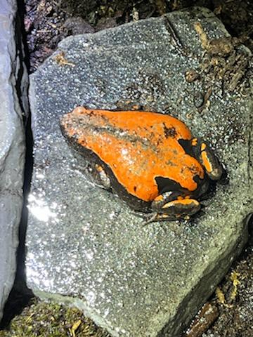 Tropical Fish Store «D-N-D Aquariums & Pet Shop», reviews and photos, 1016 S Armstrong Ave # 103, Denison, TX 75020, USA